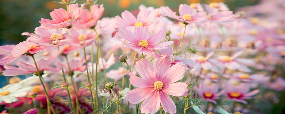 Cosmos Flowers